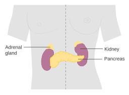 Adrenal gland
