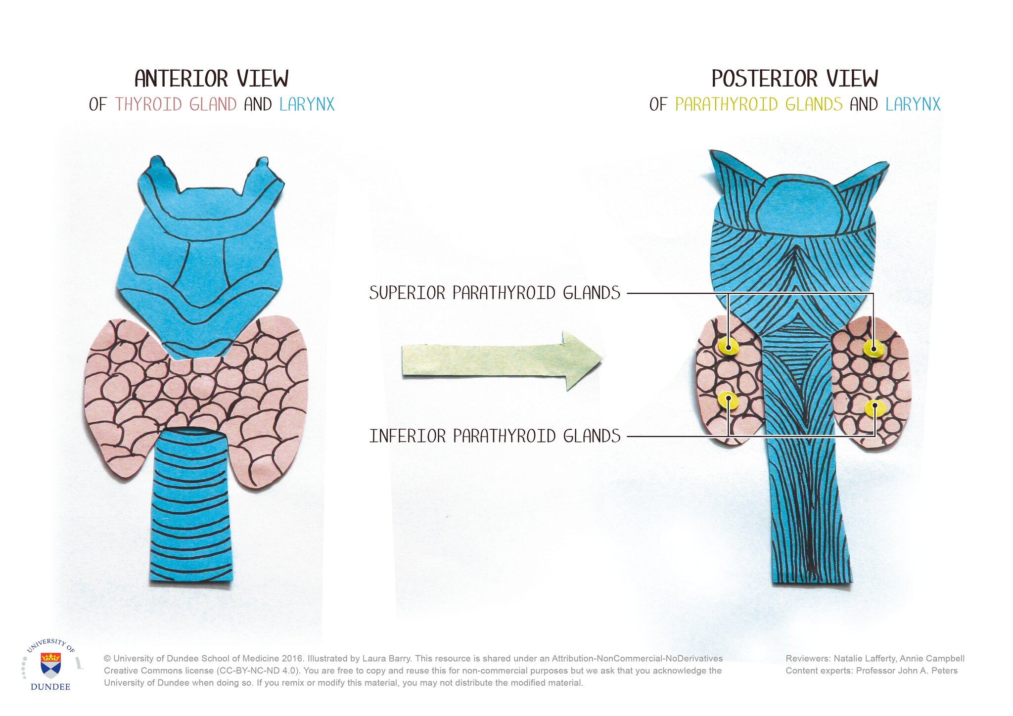 parathyroid gland