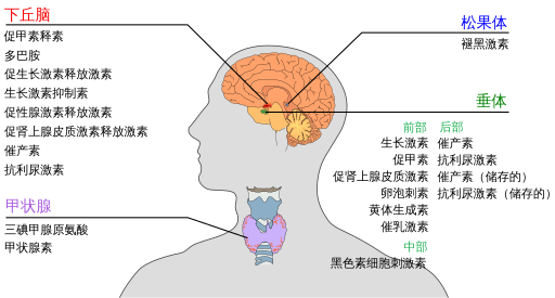 松果体 脑垂体