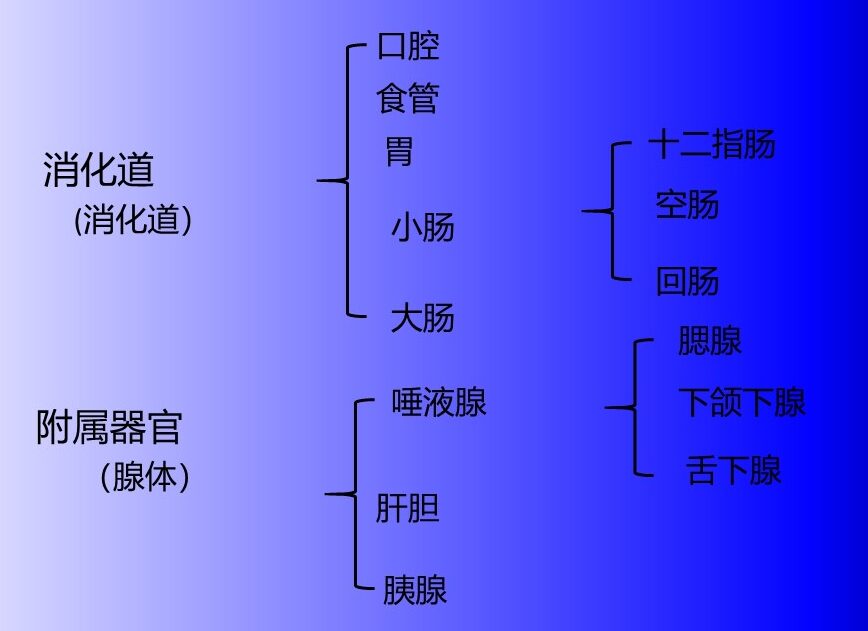 消化系统