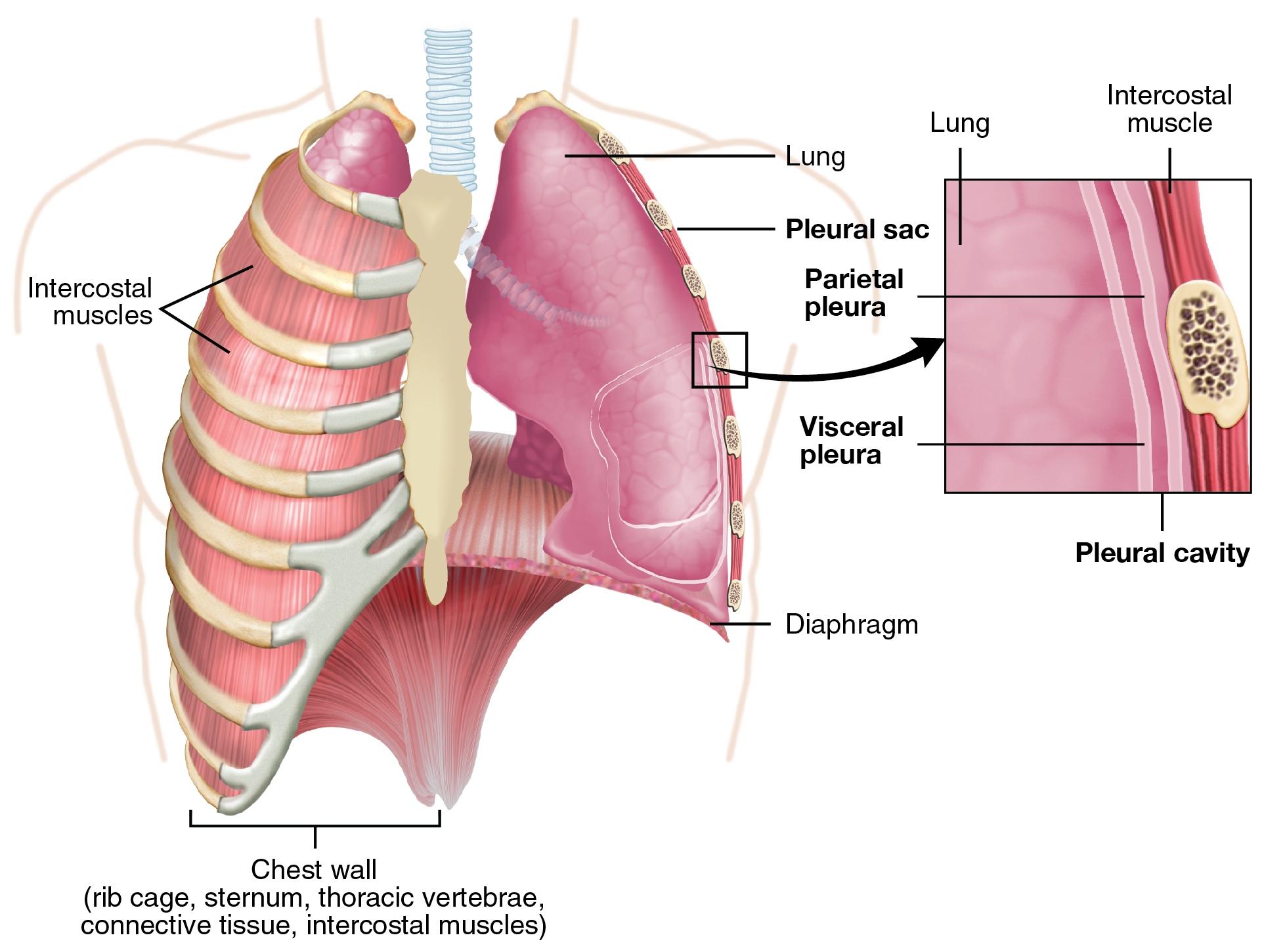 The_Lung_Pleurea 胸膜