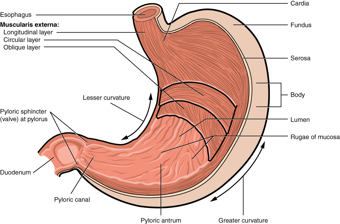 Stomach 胃