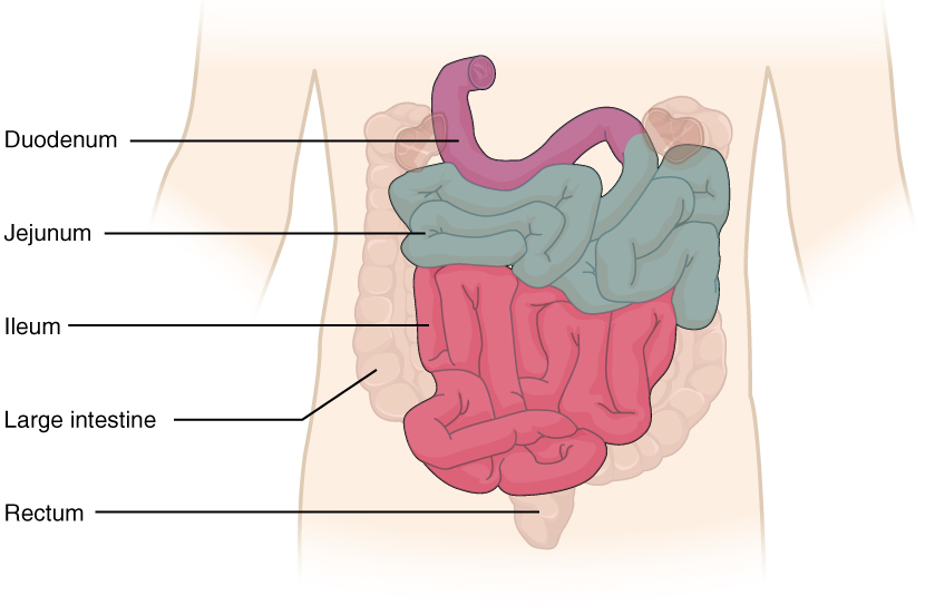 Small_Intestine 小肠