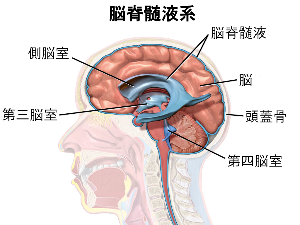 脑室