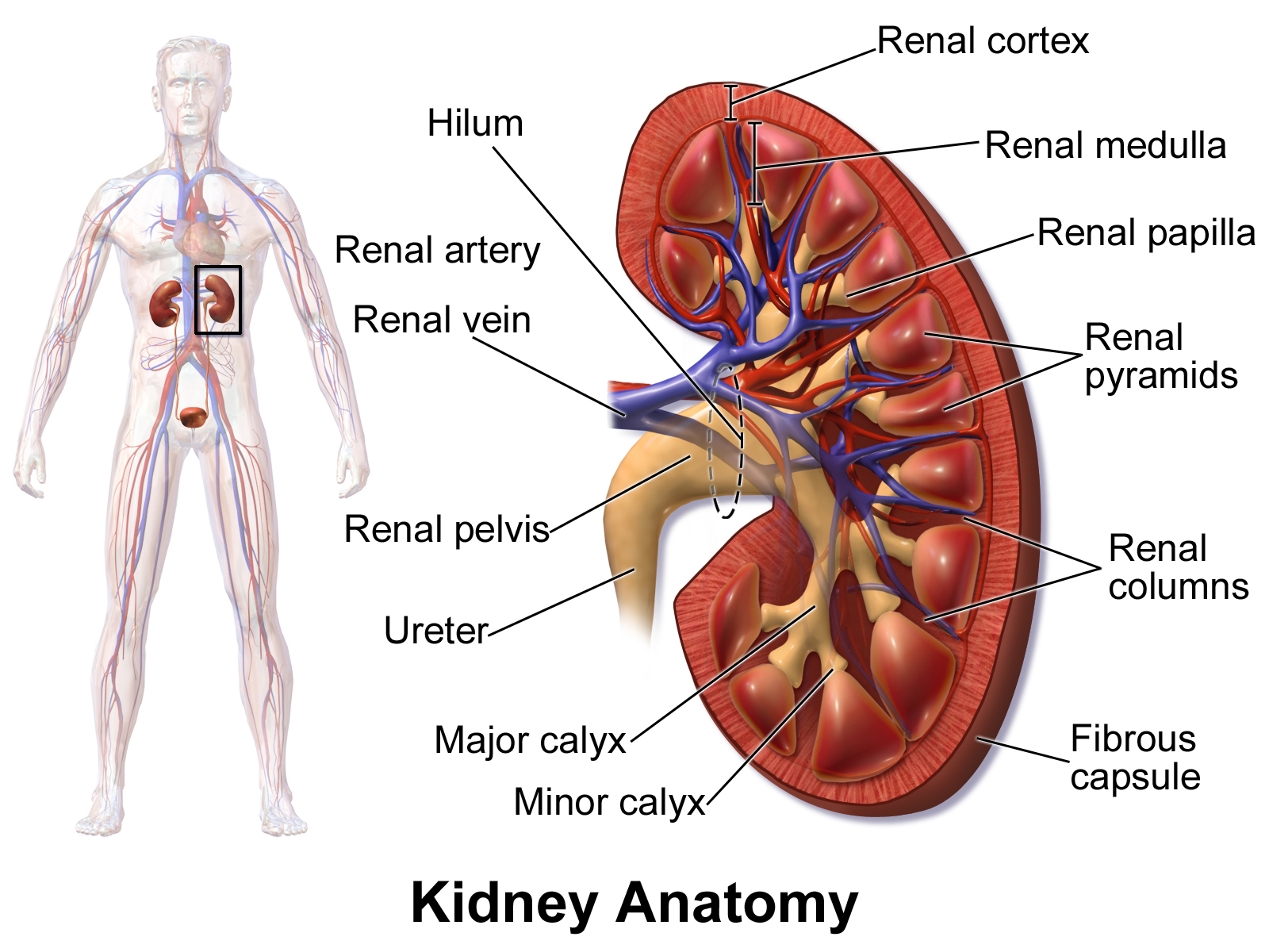 KidneyAnatomy_肾脏