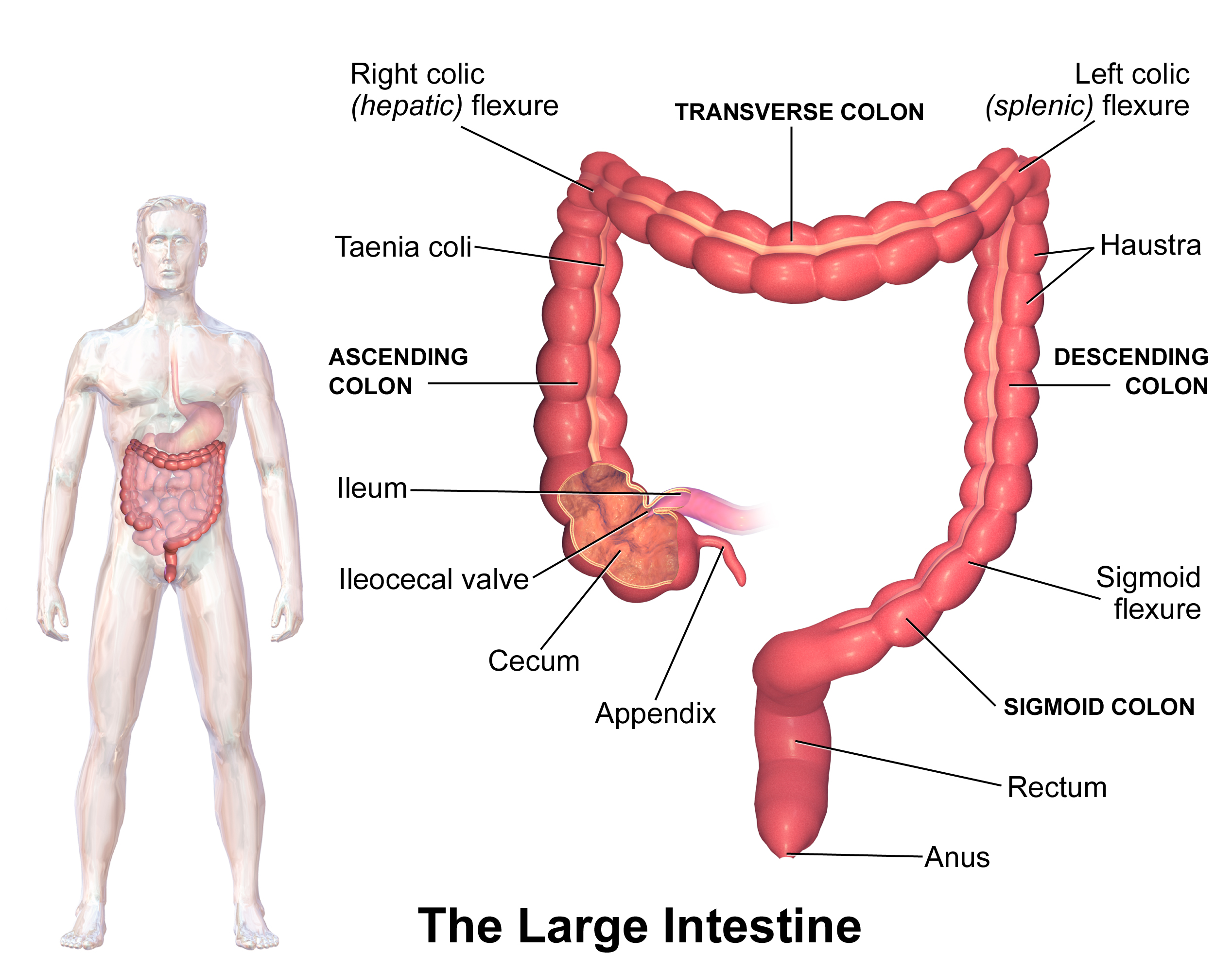 Large Intestine 大肠