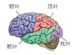 大脑的四个叶