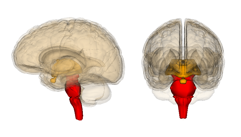 Brainstem 脑干