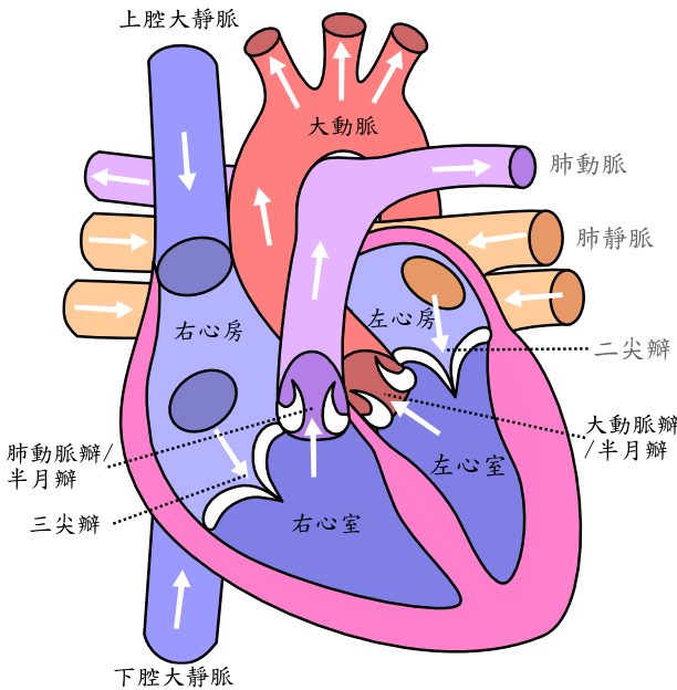 Diagram_of_the_human_heart_心脏