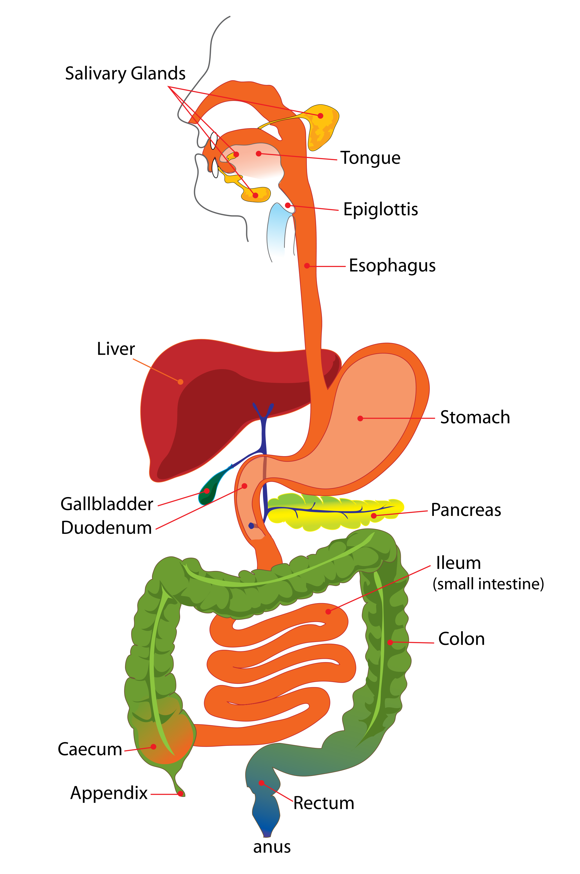 Digestive-system-消化系统