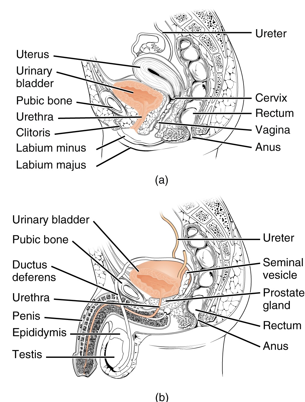 Female_and_Male_Urethra 尿道