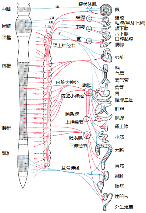 交感神经 副交感神经