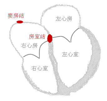 Heart_conduct 心脏的传导系统