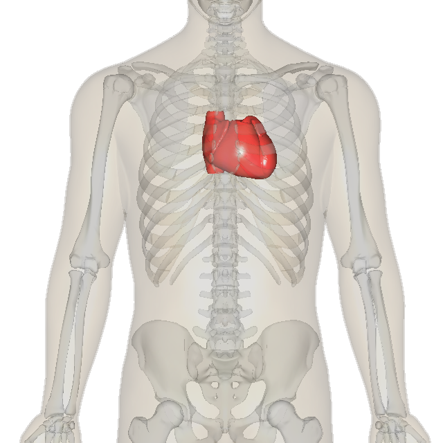 Heart_near 心脏位置