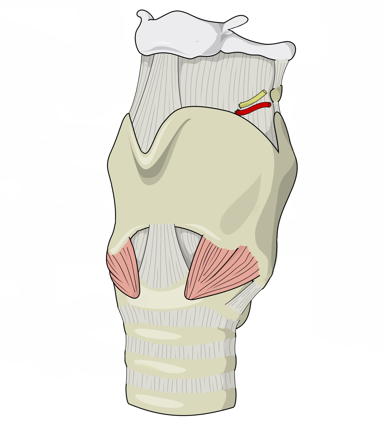 Larynx_喉