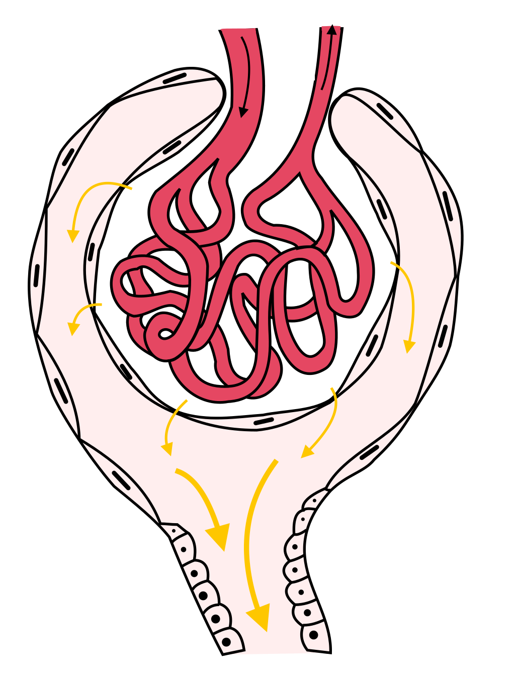 Structure_of_glomerulus 肾小球