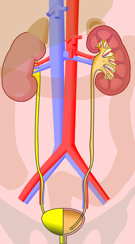 Ureter_输尿管