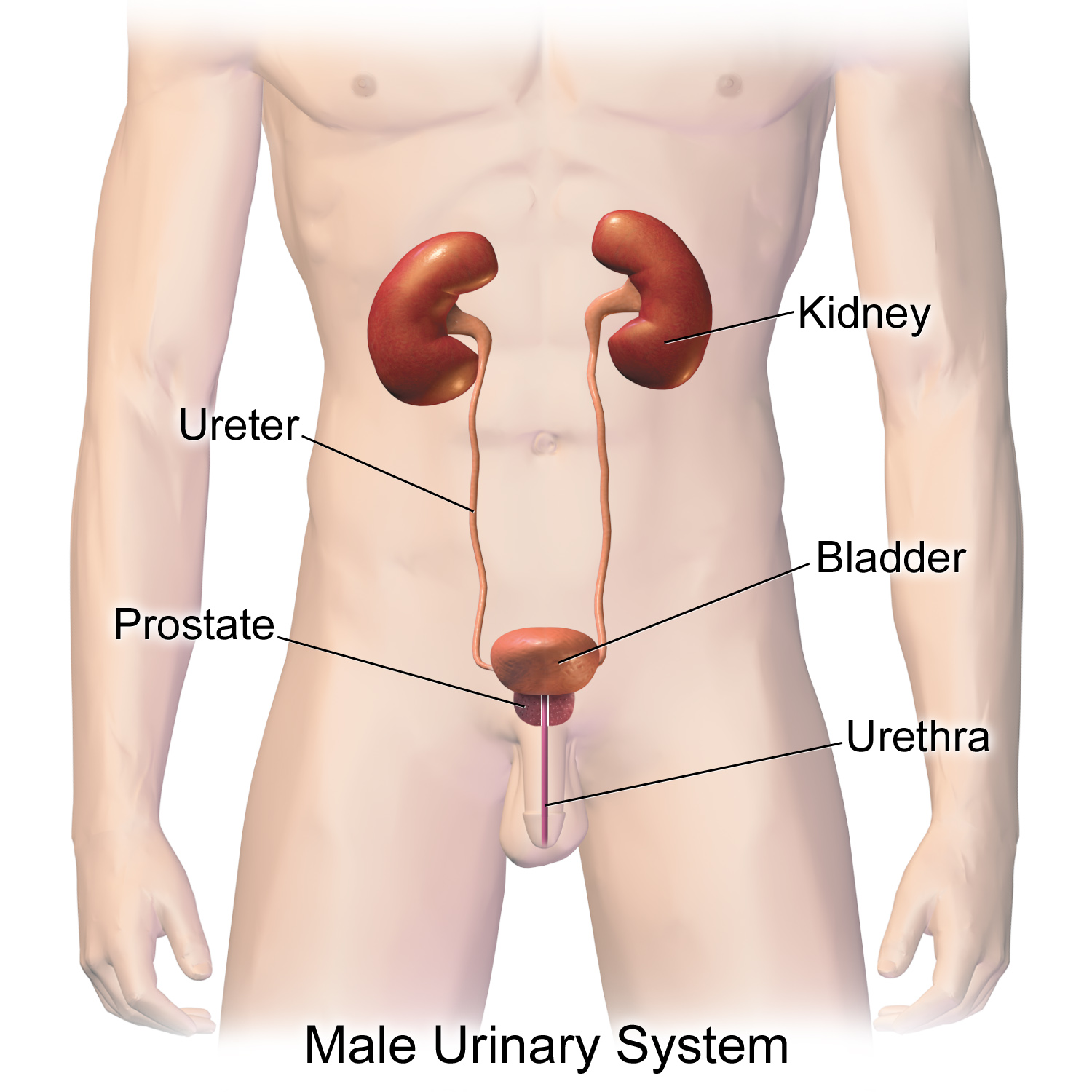 Urinary_System_(Male) 泌尿系统