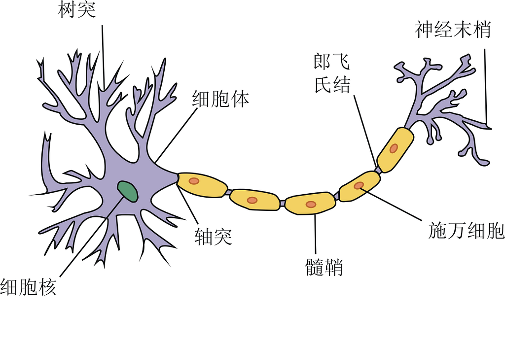 神经细胞