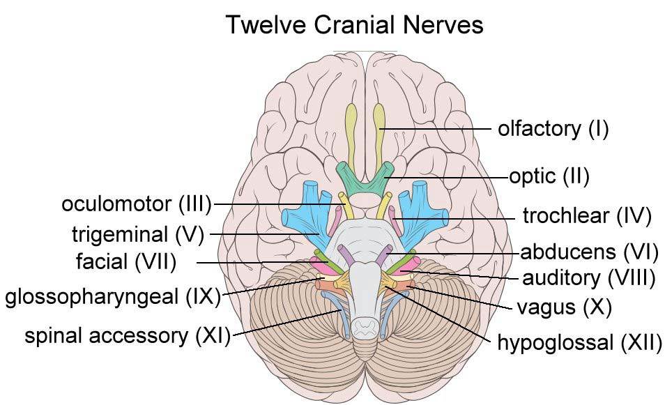 12 Cranial Nerves