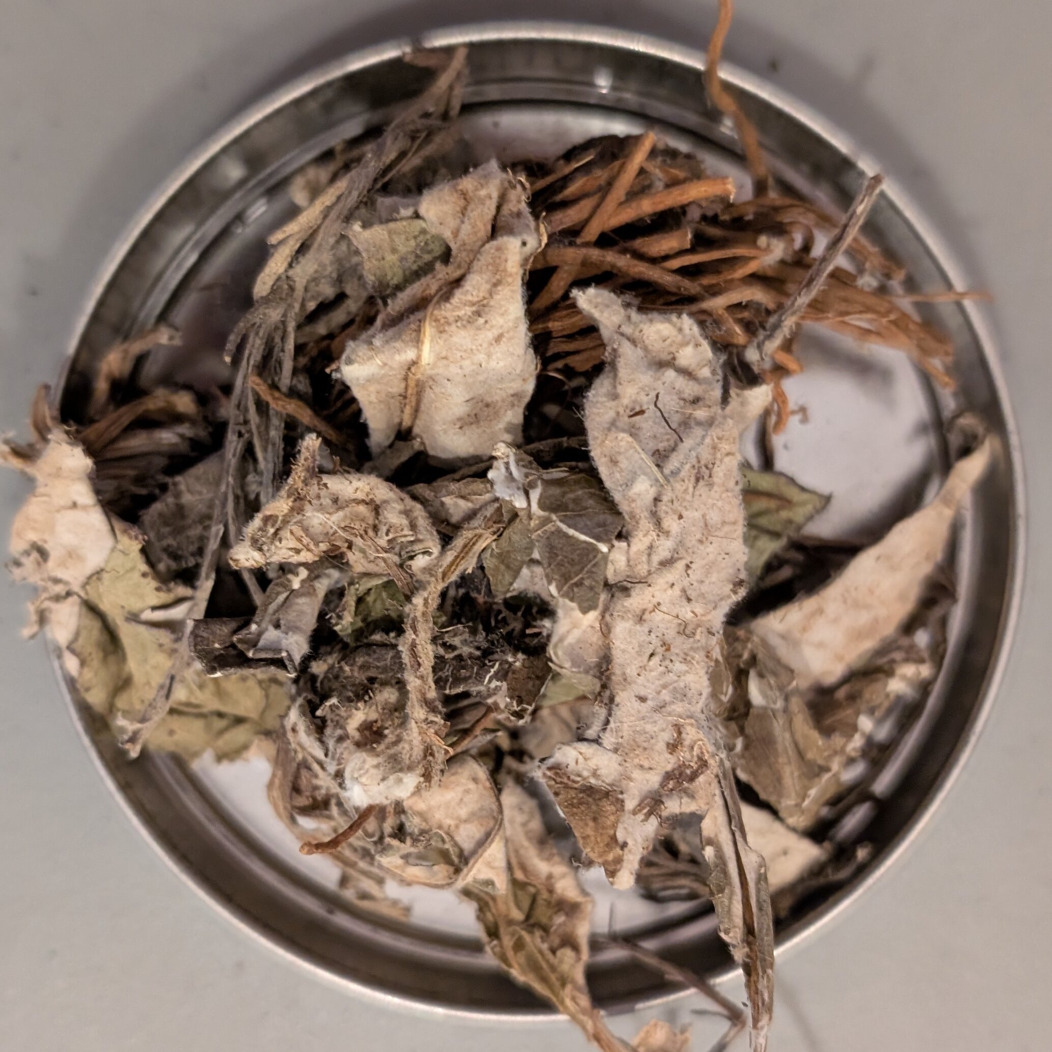 白薇